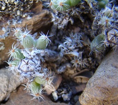 Trichodiadema marlothii