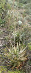 Aloe microstigma microstigma