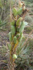 Aloe microstigma microstigma