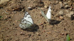 Belenois gidica abyssinica