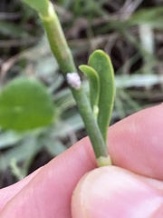 Polygonella macrophylla
