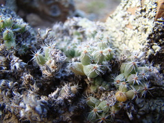 Trichodiadema marlothii