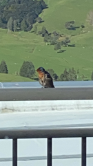 Hirundo tahitica