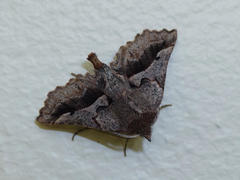 Drepanogynis sinuata