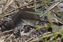 Crocidura suaveolens