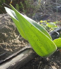 Eriospermum brevipes