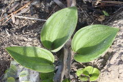 Eriospermum brevipes