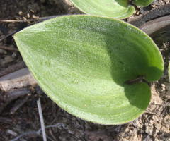 Eriospermum brevipes