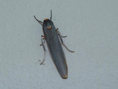 Sozusa scutellata