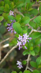 Ehretia rigida rigida