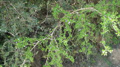 Ehretia rigida rigida