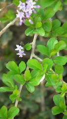 Ehretia rigida rigida