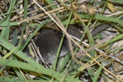 Crocidura suaveolens