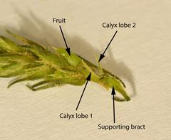 Dischisma ciliatum ciliatum