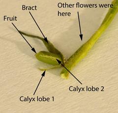 Dischisma ciliatum ciliatum