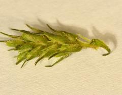 Dischisma ciliatum ciliatum