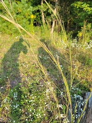 Hesperostipa spartea