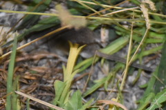 Crocidura suaveolens