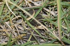 Crocidura suaveolens