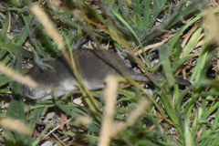 Crocidura suaveolens