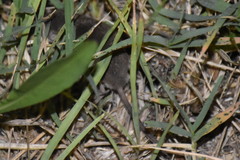 Crocidura suaveolens