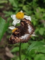 Noctuana lactifera bipuncta