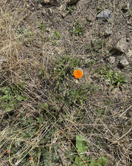 Eschscholzia californica