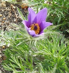 Pulsatilla rubra