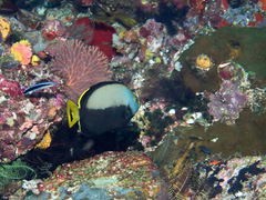 Chaetodontoplus dimidiatus