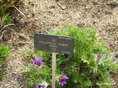 Pulsatilla rubra