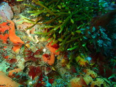 Bifurcariopsis capensis