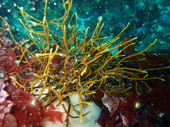 Bifurcariopsis capensis