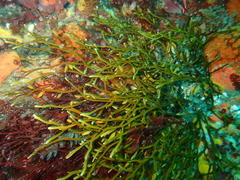 Bifurcariopsis capensis