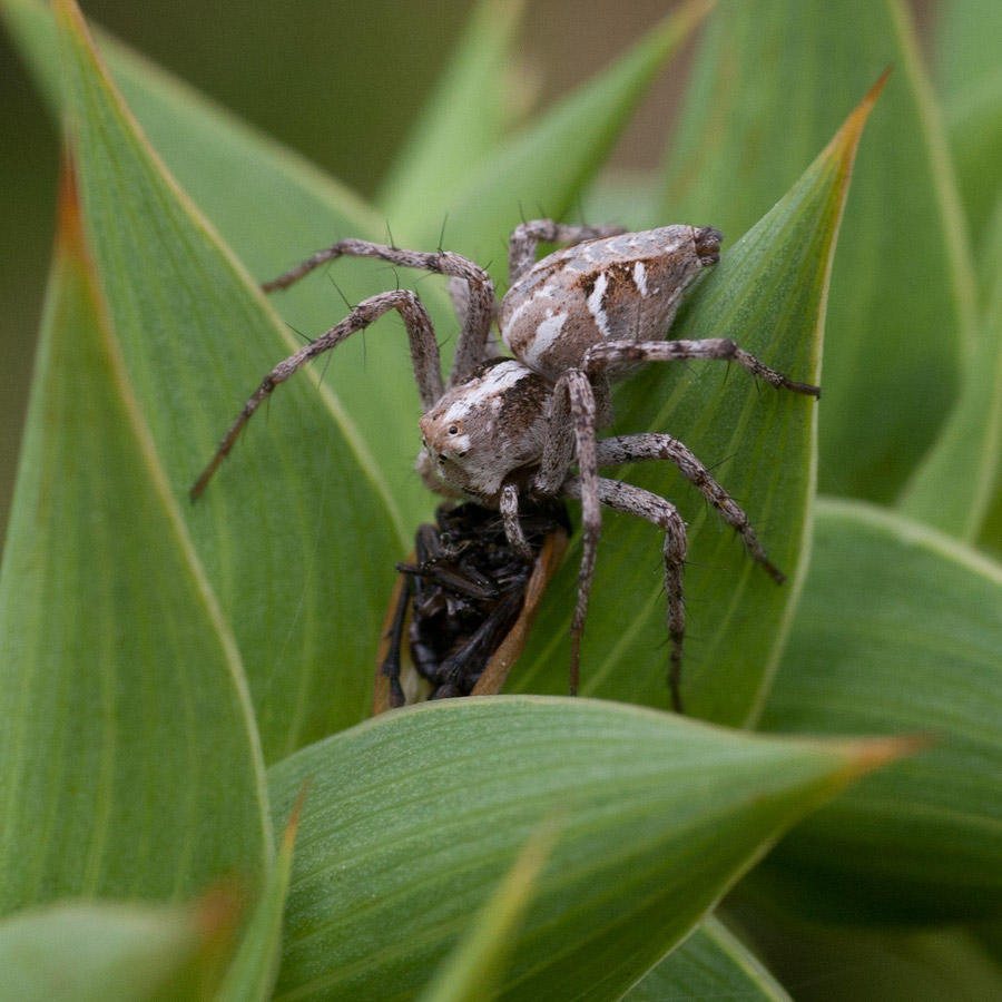 Scaly Head Lynx Spider
