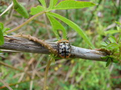 Conchyloctenia punctata