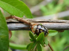 Conchyloctenia punctata