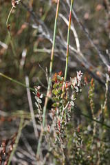 Stylapterus fruticulosus