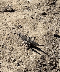 Trimerotropis infantilis