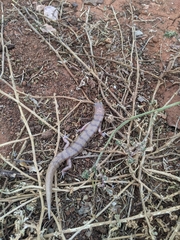 Eremiascincus richardsonii