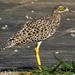 Spotted Thick-Knee - Photo (c) Colin Ralston, some rights reserved (CC BY-NC)