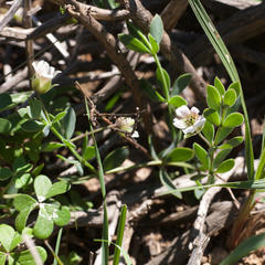 Roepera sessilifolia