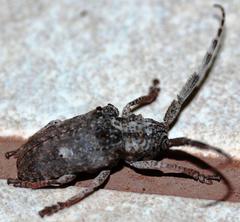 Crossotus stypticus stypticus