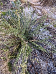 Ivesia sabulosa