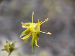 Ivesia sabulosa