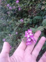 Lantana megapotamica