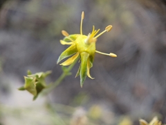 Ivesia sabulosa