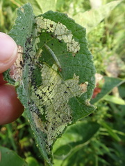Desmia funeralis