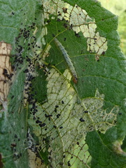 Desmia funeralis