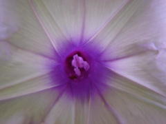 Ipomoea cairica cairica
