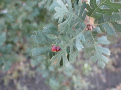Andricus kingi